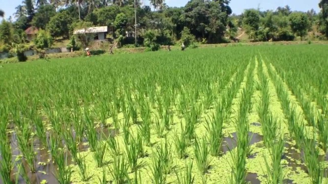 rice field azolla